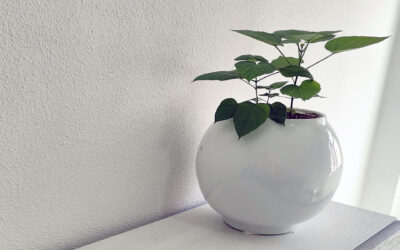 Sempervivens et les bienfaits des plantes à la maison