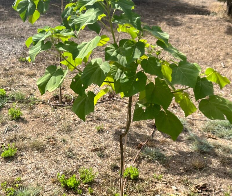 Gracias por la confianza