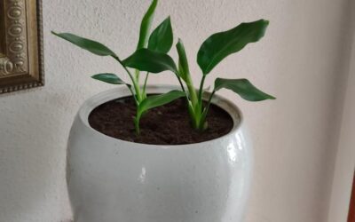 Testimonio Familia Llaneras Sampol