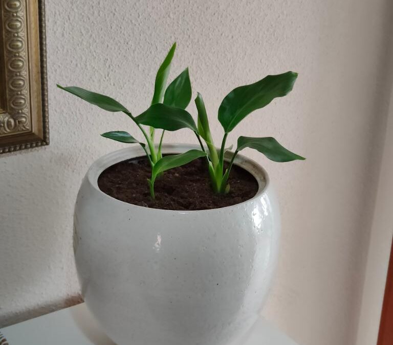 Testimonio Familia Llaneras Sampol