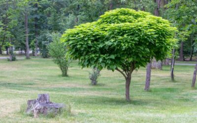 Testimonio de la familia Socias Rabasa