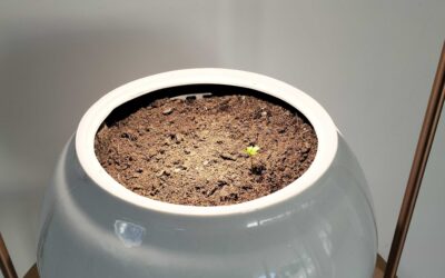 Funeraria Romero partage son expérience avec Semper Vivens