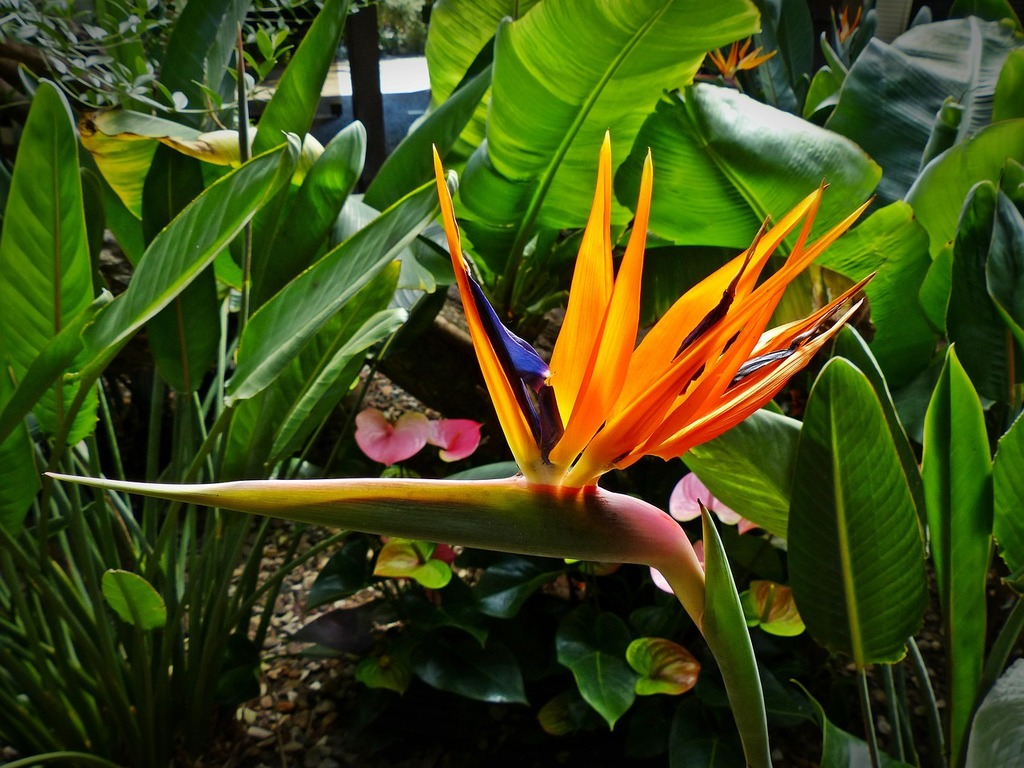Bird of paradise